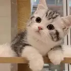 قطط شيرازي بيور للبيع