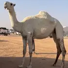 فرديه رمانيه حقه مطيرة النوم