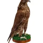 للبيع صقور محنطة