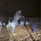 حصان شعبي