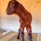 كلهاري تم البيع