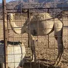 للبيع بكره مفروده