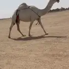 للبيع الضروبه