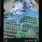 طير حب بادجي اليف هدد نشبه متكلم نوع الهوقو