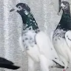 تيدي جنسر