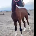 حصان شعبي فاخرر طربب و حارر جدا