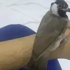 للبيع بلابل بالاحساء