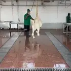 حاشي بلدي لباني البيع بالربع الكيلو 55ريال