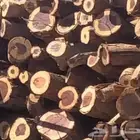 حطب مستورد حطب وفحم مستورد بالرياض