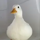 بط للبيع نظيف خالي من الامراض