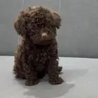 بودل تي كب teacup poodle