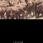 غنم سواكني واسعار مناسبه وجزار سوداني محترف