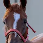 استعراض خيول للمناسبات و الأفراح
