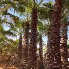 نقوم بتوريد وزرعت أنخيل الوشنطن الامركي