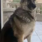 الرياض