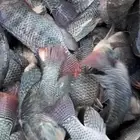 سمك بلطي للبيع