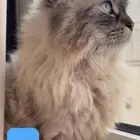قط هملايا ذكر للتبني