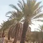 للبيع نخل 4متر 5متر