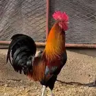 ديك ودجاج عربي ترثه