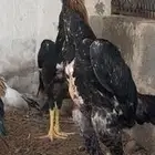 ديوك شامو ياباني
