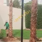 نخيل وشنطني وتنسيق الحديق