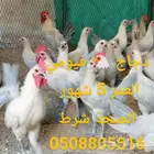 دجاج   فيومي