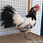 دجاجة لاكن فندر