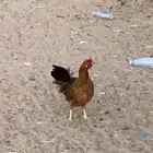 دجاجه كفو من انوع القديم محضنه علا اكثر من 13