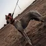 كلب سلوقي 