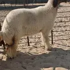 جذعه صنف فاخر