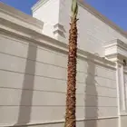 نخيل.واشنطنيا.للبيع