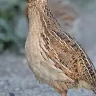 للبيع مريعيات فري بريات