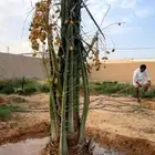 نخل خلاص فسائل