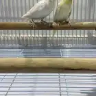 أعرض زوج بادجي غير اليف تبع انتاج