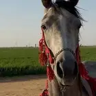 مهره عربيه شعبيه