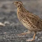 فري للبيع سعرها الحبه ب 10 الموقع الارطاويه