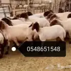 حلاقه اغنام ماكينه كهرباء