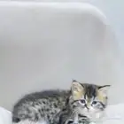 قطه صغيره المجمعه