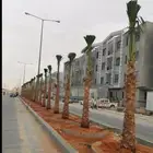 توريد وزرعت أنخيل الوشنطن أشجار الزيتون