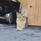 خميس مشيط القاعده الجوية