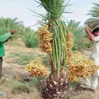 نخل مثمر للبيع نخل واشنطني اخلاص برحي سكري صقعي شيشي مجدول