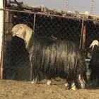 عروض النجد رقم 3 حلال ابو حمدان الحبابي