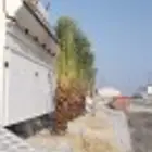 زراعه نخيل