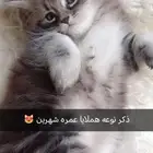 قطط صغيره عمرها شهرين