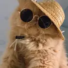 للبيع قط ذكر بيرشن بيكي فيس بيور