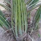 فسايل نخيل جثايث نقايل