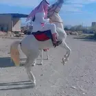 حصان عربي
