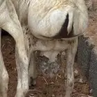 طليان برابر مرابي طب وتخير