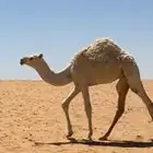 بكره للبيع وضحا