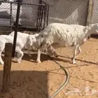 شاه حريه متاوم
